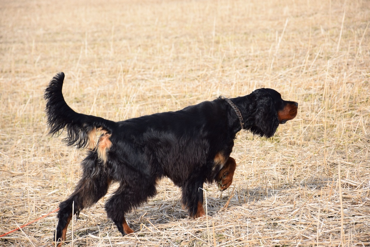 At the German Gordon Setter Club Show Laurelhach Encrypt was awarded ...